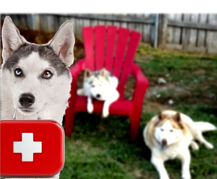 first aid for huskies