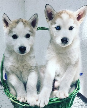 husky puppies up for adoption