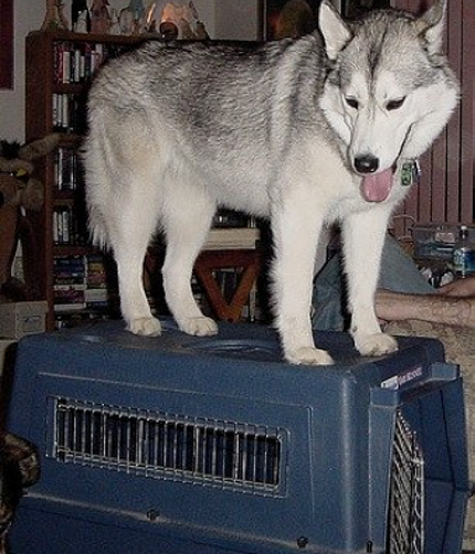 Crate Training your Husky. | ARA Canine Rescue inc. A Siberian Husky ...