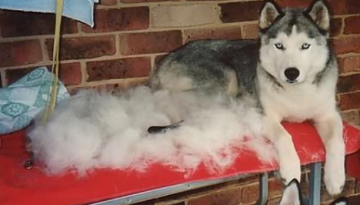 husky shaved from the neck down