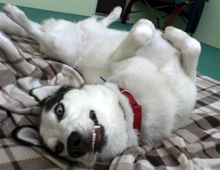 Adopted Husky Hailey-Jade