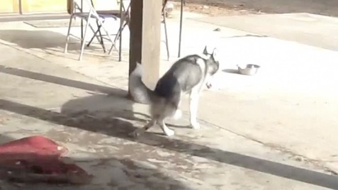 flippy-baby-knees-arrives-2