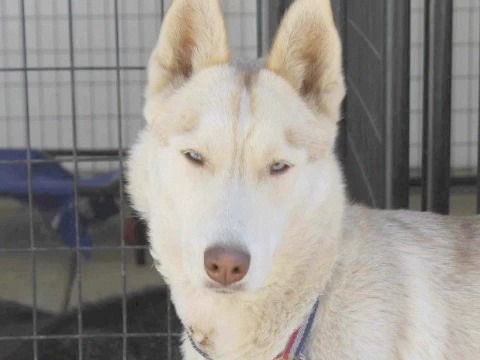 huskies-saved-2013