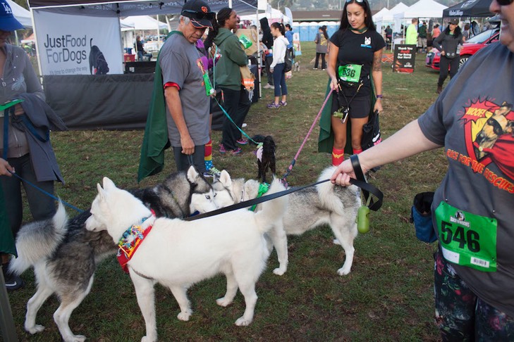 Husky huddle