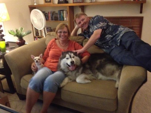 Wooly husky BLAKEY-adopted